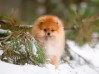 Мальчик шпица