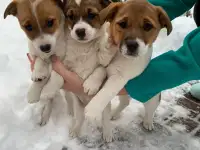 Животные, фотография 2