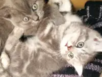 Шотландские котята, фотография 5