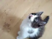 Котята, фотография 4