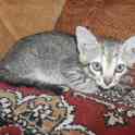 Котята в добрые руки., фотография 3
