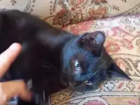 Самый лучший котенок, фотография 8