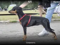 Стандартный Немецкий Пинчер, фотография 3