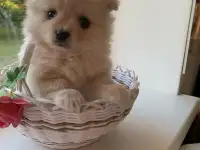 Шпиц