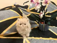 Котенок персидский, фотография 2