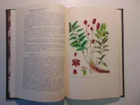Дикорастущие лекарственные растения СССР..И. Гром, Москва, Медицина, 1976 год, 288 страниц, 153 рисунка., фотография 9