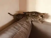 Бенгальские котята, фотография 5