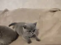 Котята Британские, фотография 3