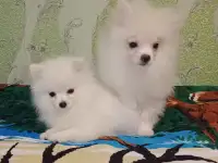 Щенки померанского шпица из питомника-медвежий тип.