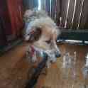 Пропала собака, фотография 2