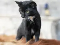 Котята в дар. Бесплатно в хорошие руки, фотография 2