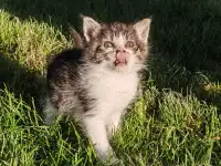 Котята даром, фотография 3