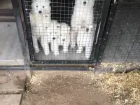 Продам щенков самоедской лайки, фотография 3