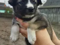 Щенки бесплатно, фотография 4