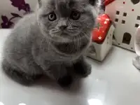 Британские котята., фотография 3