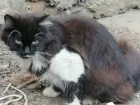 Отдам кошечку в хорошие руки бесплатно, фотография 2