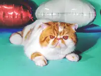 Экзотический кот Гарфилд. Даром., фотография 4