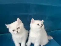 Британские котята, фотография 6