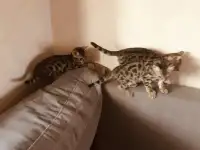 Бенгальские котята, фотография 3