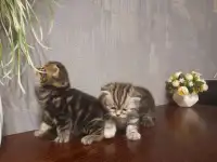 котята шотландские (страйт,фолд), фотография 6