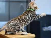 Бенгальские котята из питомника: котик, фотография 3