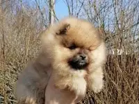 Щенок шпица