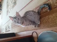 Отдам котят, фотография 1