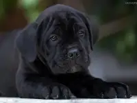 щенки кане корсо