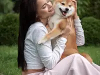Щенки Сиба Ину ( Шиба), фотография 2