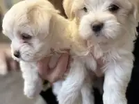 Продаются щенки мальтийской болонки, фотография 2