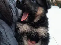 Щенки немецкой овчарки, фотография 3