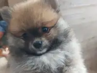 Клёвый шпиц-малыш, фотография 4