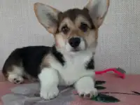 Девочка вельш корги пемброк, фотография 3