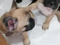 Французский бульдог, фотография 8