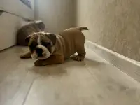 Английский бульдог 1,5 мес, фотография 4