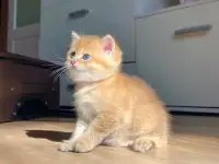 ЗОЛОТАЯ ШИНШИЛЛА шотландские котята, фотография 4