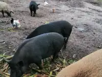 Домашние свинки живым весом, фотография 2