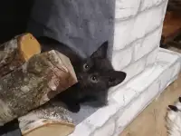 Черные котята в дар, фотография 3