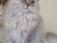 Котенок Селкирк рекс, фотография 3