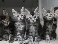 Мейн кун котята!, фотография 2