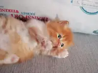 Персидские котята, фотография 2