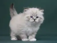 Сибирский котенок, невский маскарадный котенок, фотография 8