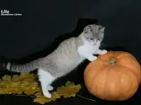 Манчкин  девочка, фотография 3