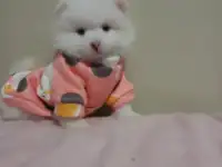 Шпиц девочка
