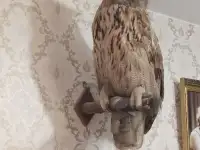 продам чучело филина