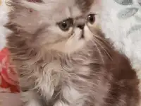 Продается персидский котик, фотография 2