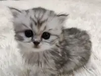 Шотландские плюшевые котята, фотография 6