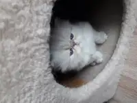 Продажа персидских котят, фотография 2