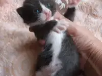 Котенок мальчик пушистый, фотография 3