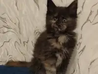 Котятa Мейн Куны из серцифицированного питомника, фотография 2